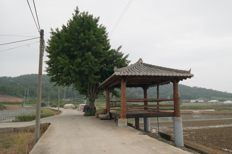 정자가 있고 그 옆에 큰 나무가 있는 산정 마을길