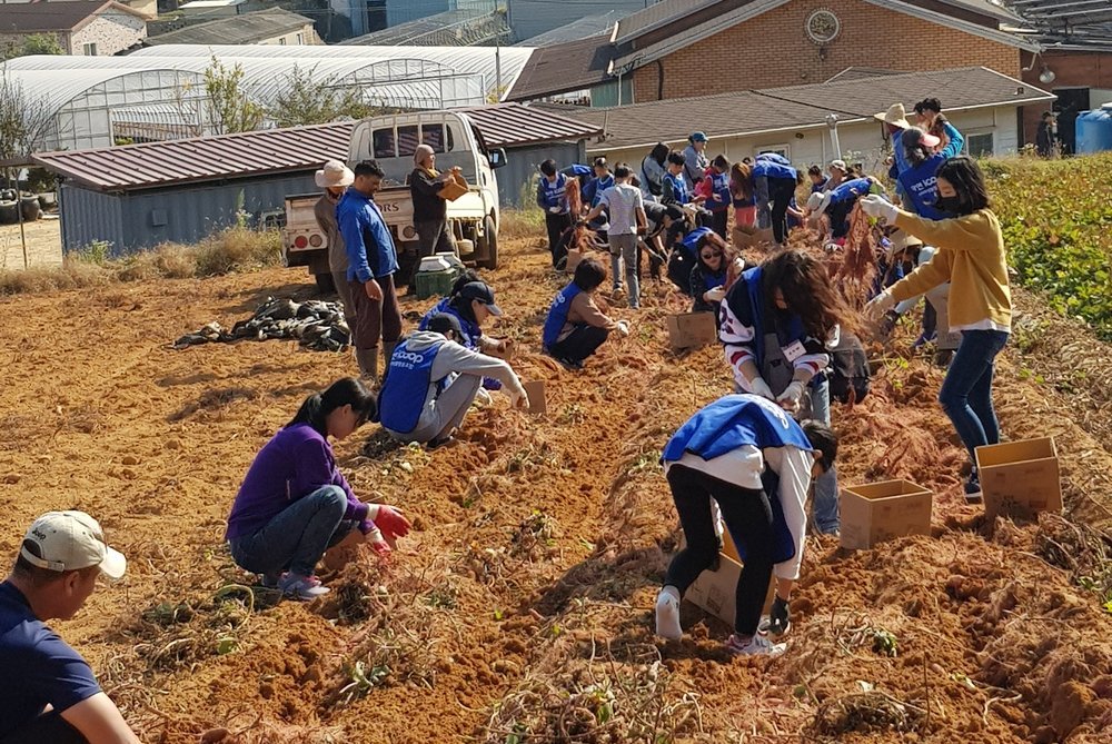 해야농장 팜파티 사진(고구마캐기).jpg