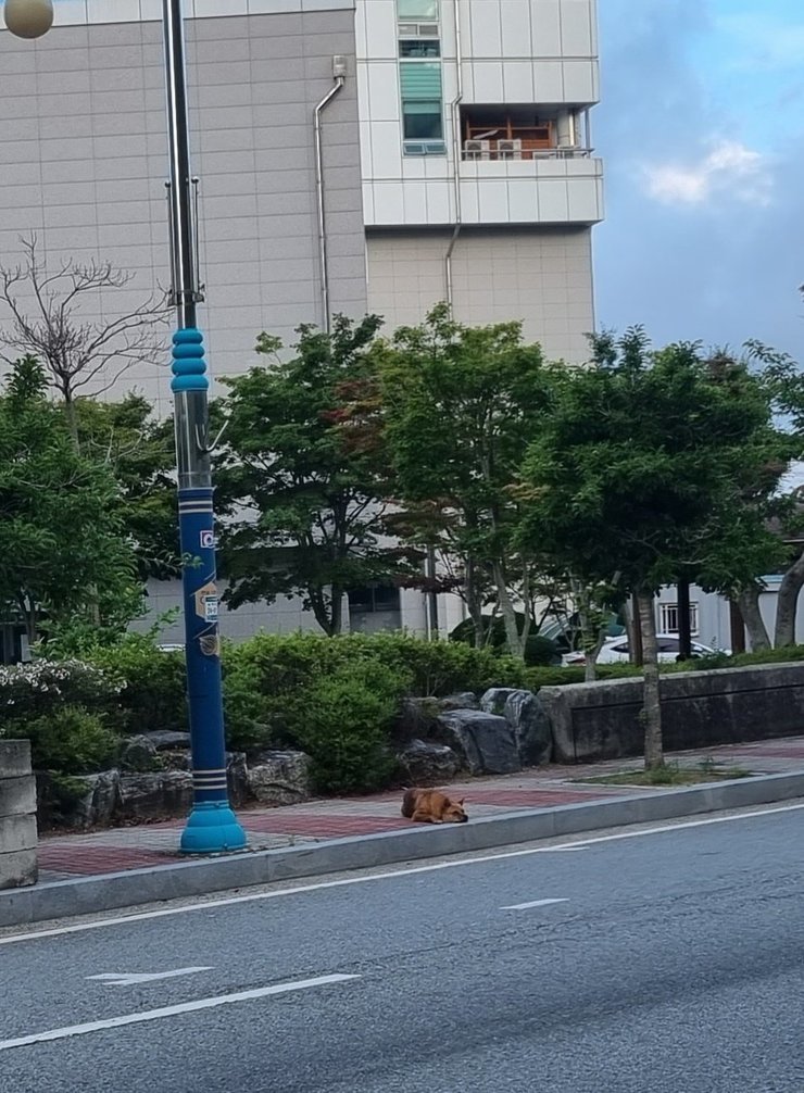 전남교육정보연구원 동쪽인도에 턱을 괴고 인도를 가로막고 있는 유기견