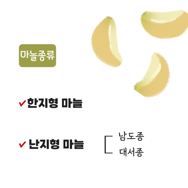 마늘종류