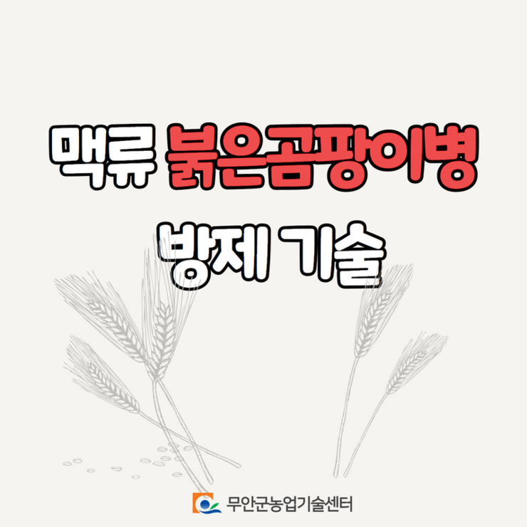 맥류 붉은곰팡이병 방제기술