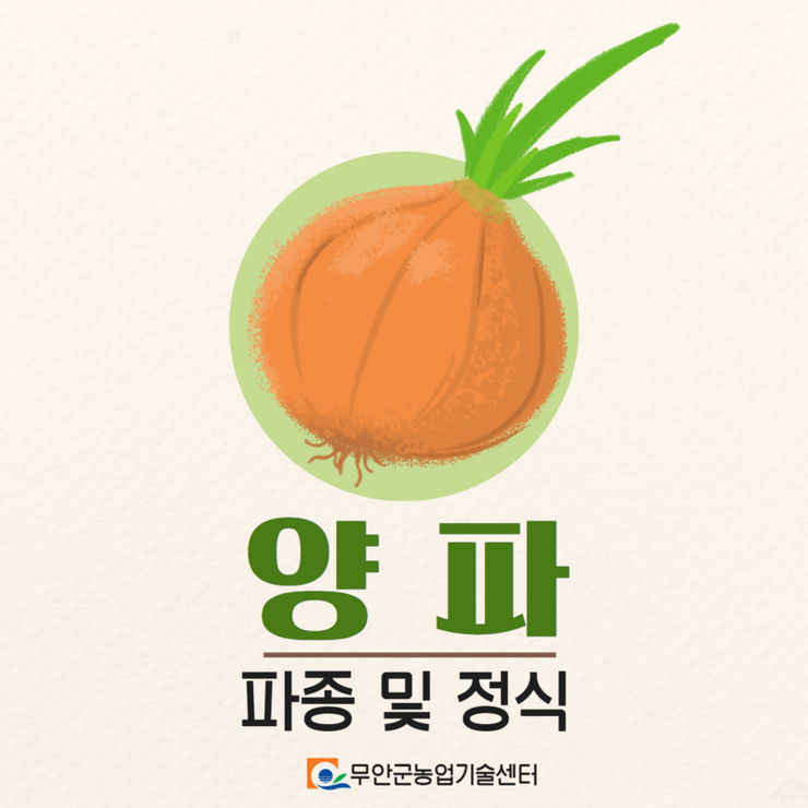 양파 파종 및 정식