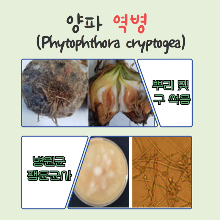 뿌리 및 구 썩음, 병원균 팽윤균사