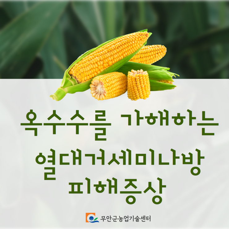 옥수수를 가해하는 열대거세미나방 피해증상