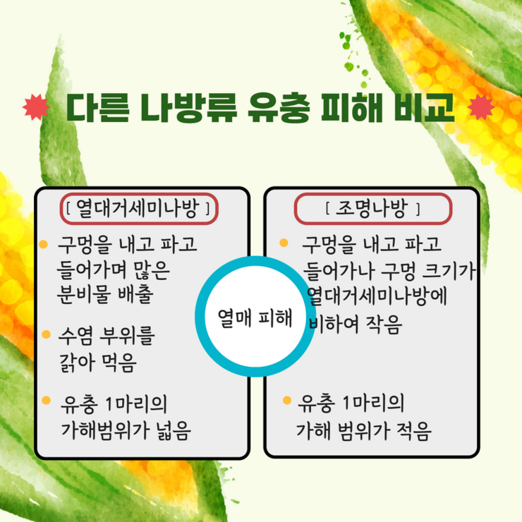 다른 나방류 유충 피해 비교