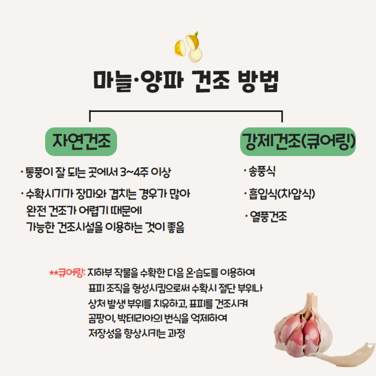 마늘,양파 건조방법