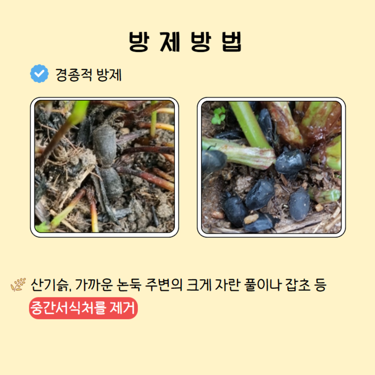 경종적 방제