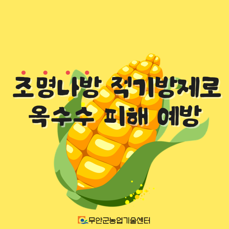 조명나방 적기방제로 옥수수 피해 예방