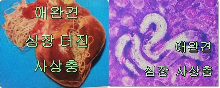 애완견 심장 사상충 사진