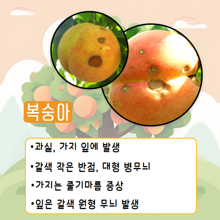 복숭아