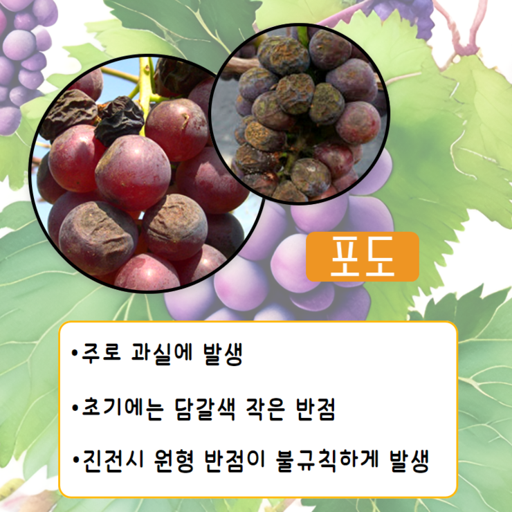 포도