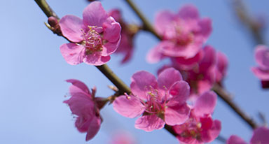 나뭇가지에 활짝핀 분홍빛 진달래꽃