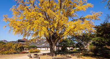 노란색 은행잎이 무성히 달려있는 은행나무