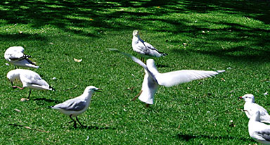 초록색 잔디위에 비둘기들이 구경을 하고있다.