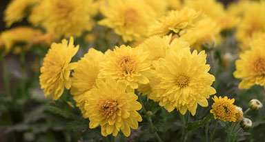  꽃망울이 활짝피어있는 노란색 국화꽃