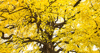 노란색 은행잎이 무성히 달려있는 은행나무