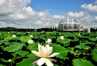 Withe Lotus Habitat