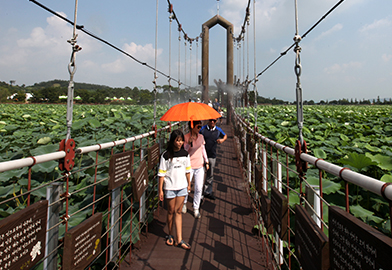 Withe Lotus Habitat