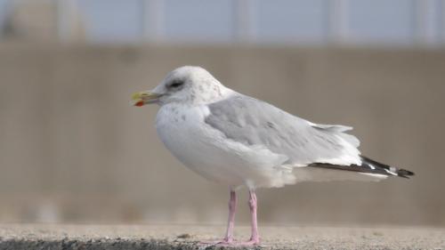 bird_53.jpg