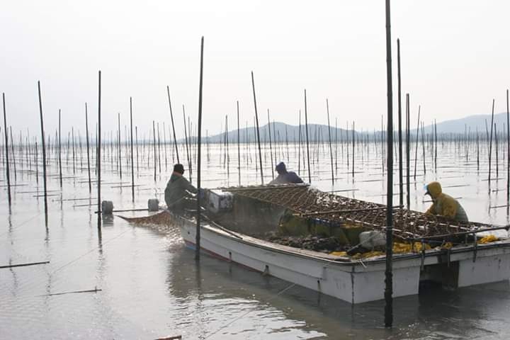 양식한 김을 수확하고 있는 어부들의 사진
